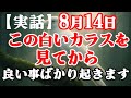 【実話】白いカラスを見てから何故か良い事ばかり起こります。ご縁の方に幸運のお裾分けです。運氣が上がる音楽 神の使い