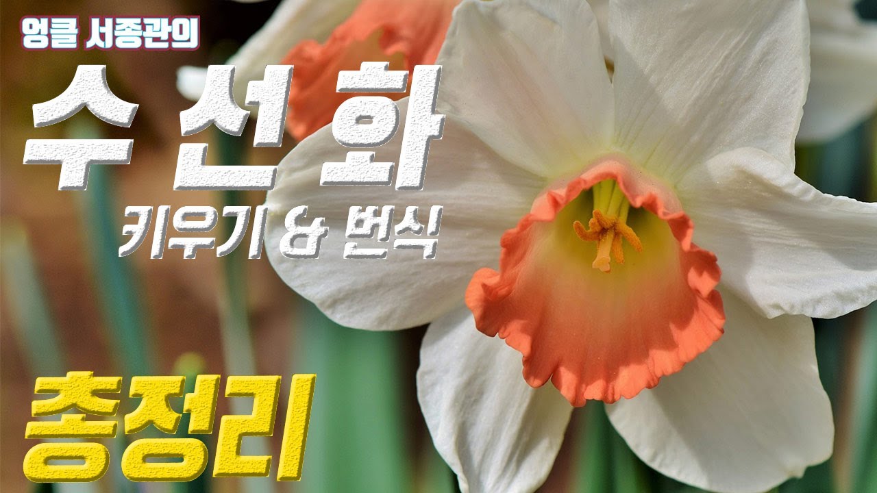 식물 수선화 키우기 🌳 수선화 번식 🌹 Narcissus tazetta var. chinensis Paperwhite