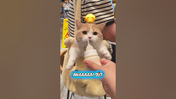 Aç Kedinin İSYANI! 🤣😺