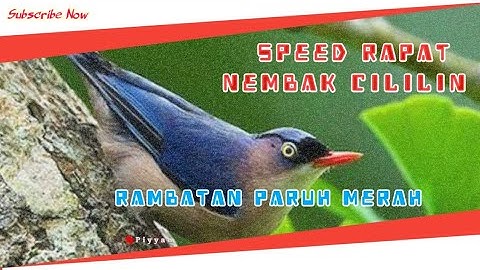 Rambatan Paruh Merah Gacor Rapat Pedes 🔴 Cocok Untuk Masteran MURAI BATU dan Burung Fighter Lainnya