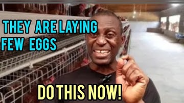 How I Solved Egg Drop Issues in My Layers: Causes and Solutions Every Poultry Farmer Needs to Know