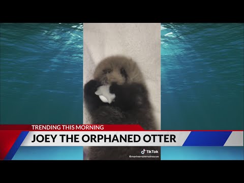 Joey, the baby
