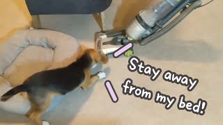 Beagle puppy saved his bed and toy from vacuum by Dino Wearing White Socks穿白袜子的迪诺 718 views 3 years ago 1 minute, 19 seconds