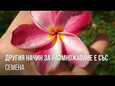 Video: Plumeria E Hapur