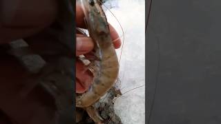 extra large fresh Prawn for wholesale asmr satisfying shorts yummy fishing fish fy  healthy