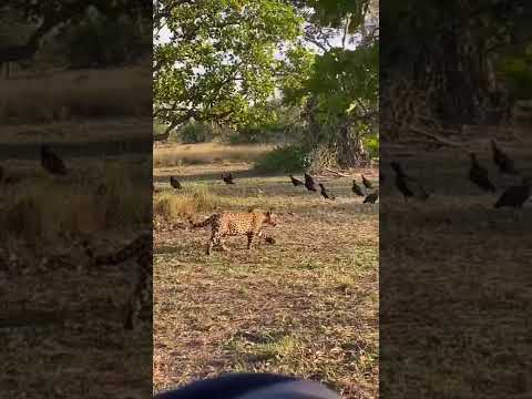 Flagrante Onça pintada comendo gado no Pantanal. Siga e acompanhe está jornada pela Bacia do Prata.