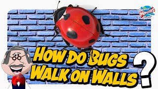 How do bugs walk on walls? Learn about insects for Kids with Professor Propeller.