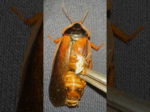 Do This To Deformed Roaches!!!
