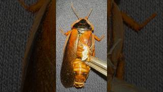 Do this to DEFORMED roaches!!! 😩 screenshot 1