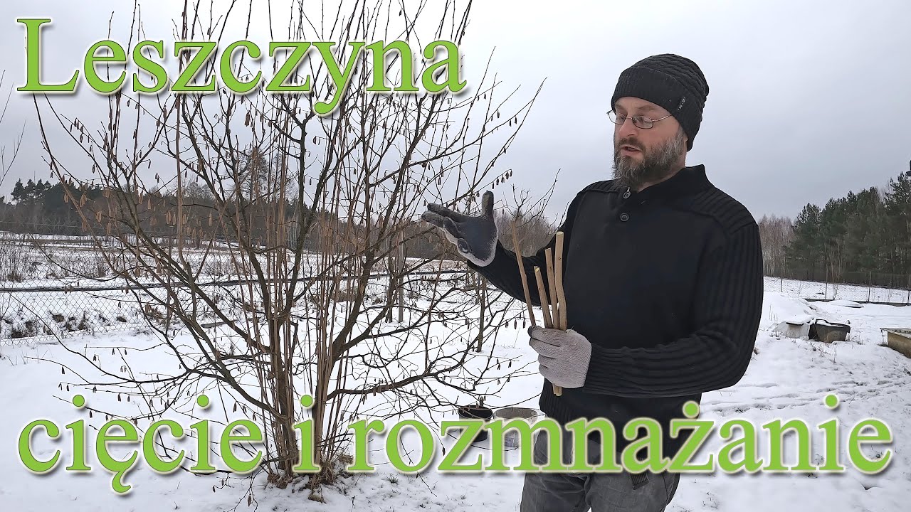 Leszczyna - cięcie i rozmnażanie leszczyny. Sztobry/zrzezy orzecha laskowego