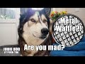 I Made My Husky A Metal Waffle! He Was Annoyed He Couldn't Eat It!