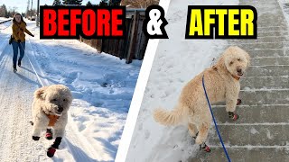 Dog Pulls On Leash Again After Getting a Treat? Try THIS!