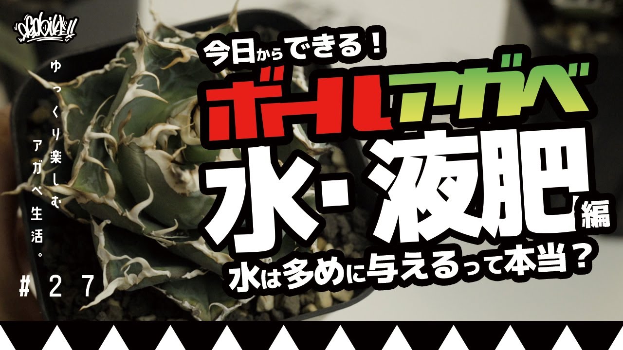 【ボールアガベ】アガベをボール状に育てる時の水と液肥の与え方！健康的に締めて育成しよう