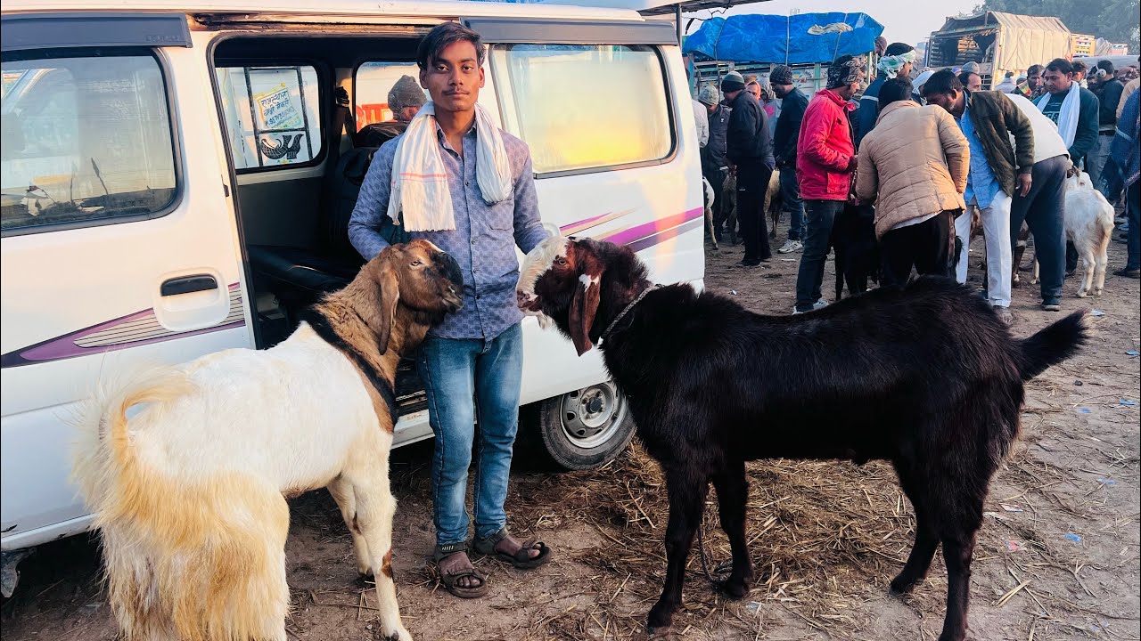 Rajasthan Kota Bakra Mandi 27/12/2025 Saturday live update 