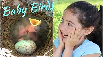 Inside a bird’s nest | Baby Birds Hatching