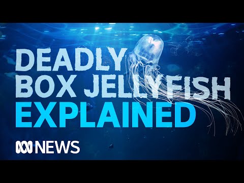 Box jellyfish: உலகின் மிக விஷமுள்ள உயிரினம் மற்றொரு உயிரைப் பறிக்கிறது | ஏபிசி செய்திகள்