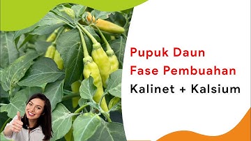 Pupuk Kalinet Cair + Kalsium, Pupuk Daun Masa Pembuahan