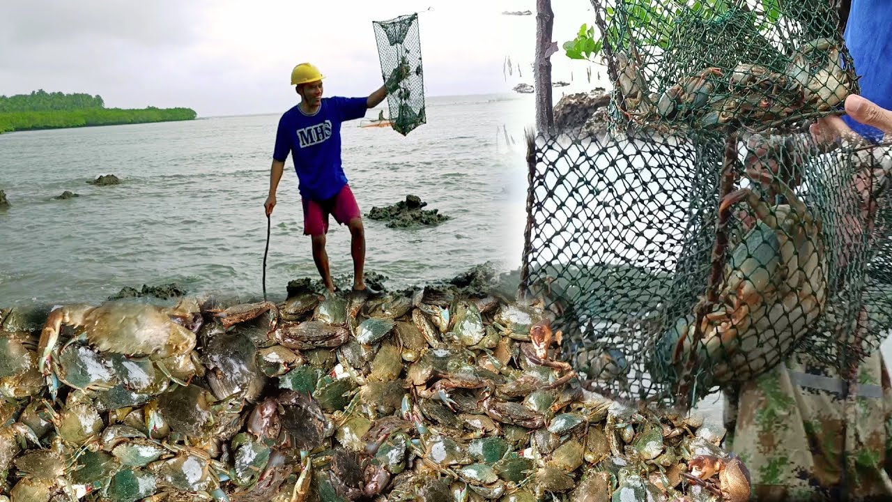 Malaking alimango pumasok sa sirang trap, jackpot pa sa bagulan