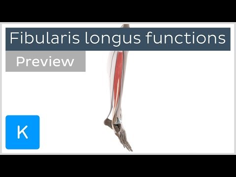 Functions of the fibularis longus muscle (preview) - 3D Human Anatomy | Kenhub