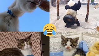 Komik hayvanlar | Sevimli dostlar 😂🤍 #animals #cat #cats #dog #dogs #chicken #panda #kuzu