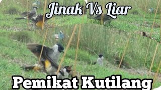Pikat Burung KUTILANG Sampai Beradu.