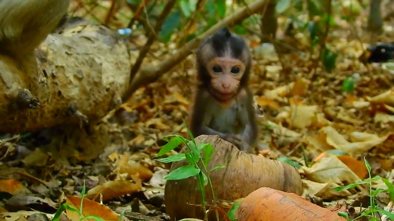 channel baby monkey lori monkey amari