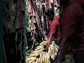 Harvesting a giant bunch of ripe bananas in the rain