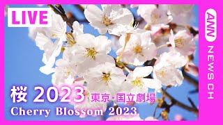 【桜LIVE】サクラの名所からライブ中継 東京・国立劇場(2023/3/20) ANN/テレ朝