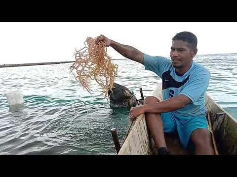 Video: Pondok Denmark Abad Ke-18 Ini Dengan Atap Rumput Laut Untuk Dijual Secara Resmi