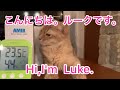 【猫・ソマリ】ルークとボサノバ♪【Somali cat】Luke and Bossa Nova♪