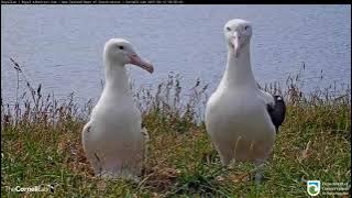 Time Lapse In New Zealand! Nesting Royal Albatross Keep Watch | DOC | Cornell Lab – Feb. 12, 2021