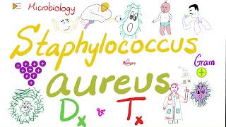 Staphylococcus aureus Lab  Diagnosis and Treatment | Microbiology and Infectious Diseases
