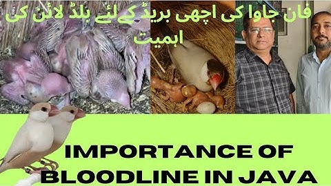 IMPORTANCE OF BLOODLINE IN JAVA SPARROW|| WHY DIFFERENT TYPES OF BLOODLINE BIRDS IS IMPORTANT