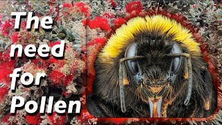 Bees Collecting Pollen on Tree Red Flower  (S10+ video)