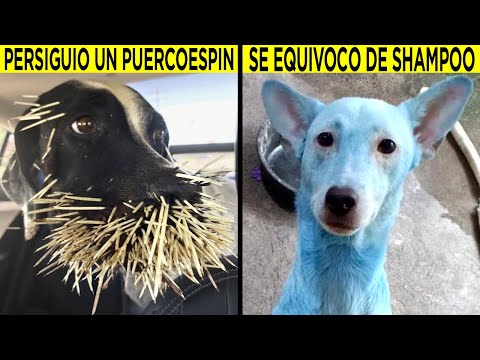 Video: Estos 8 dueños de perros y gatos simplemente hicieron algo increíble con el cono de la vergüenza