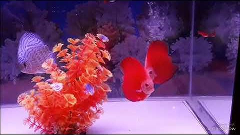 Ngũ Sắc Thần Tiên (Discuss)