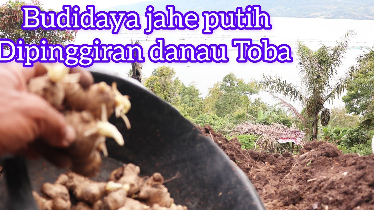 cara menanam jahe  putih