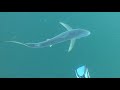 Blue Shark Diving at Cape Point / South Africa, 13.03.2018