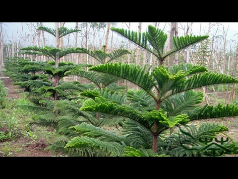 نحوه هرس Araucaria heterophylla || نحوه مراقبت از گیاه Araucaria و کاج جزیره نورفولک