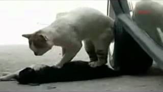 Кот грустит(( Sad cat. Кот грустит(( Sad cat.