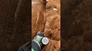 Short & Satisfying