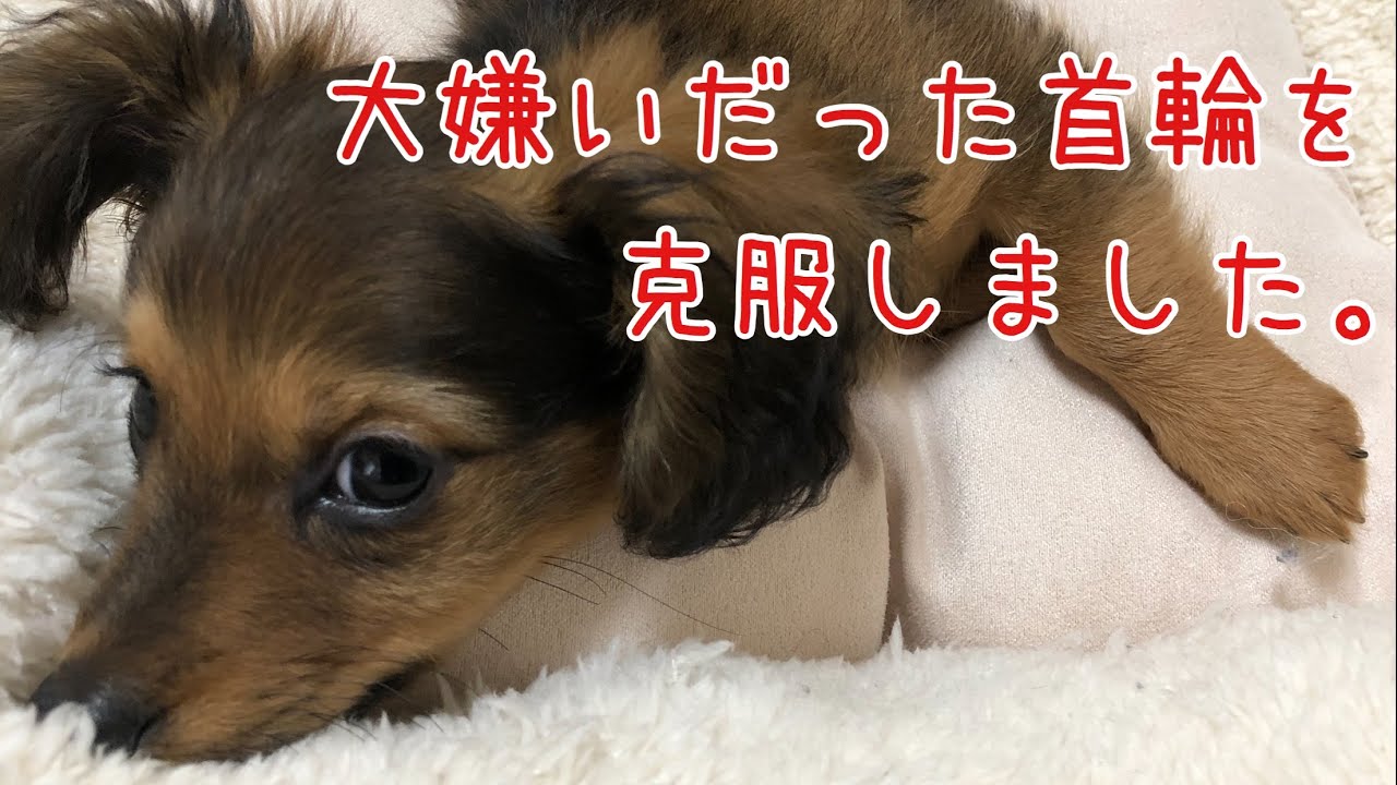 子犬が首輪を嫌がる！克服するまでの道のり。 YouTube