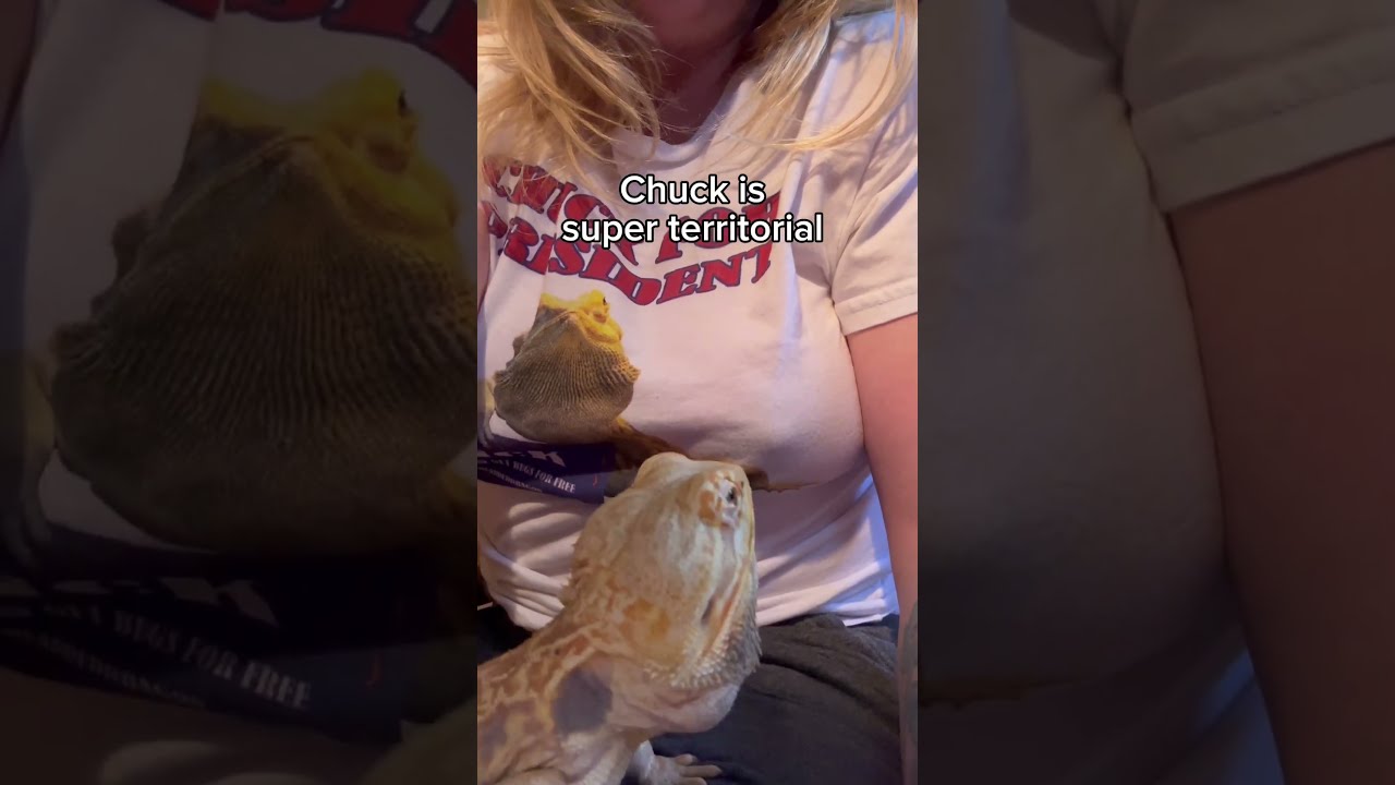 Craziest Bearded Dragon To Exist