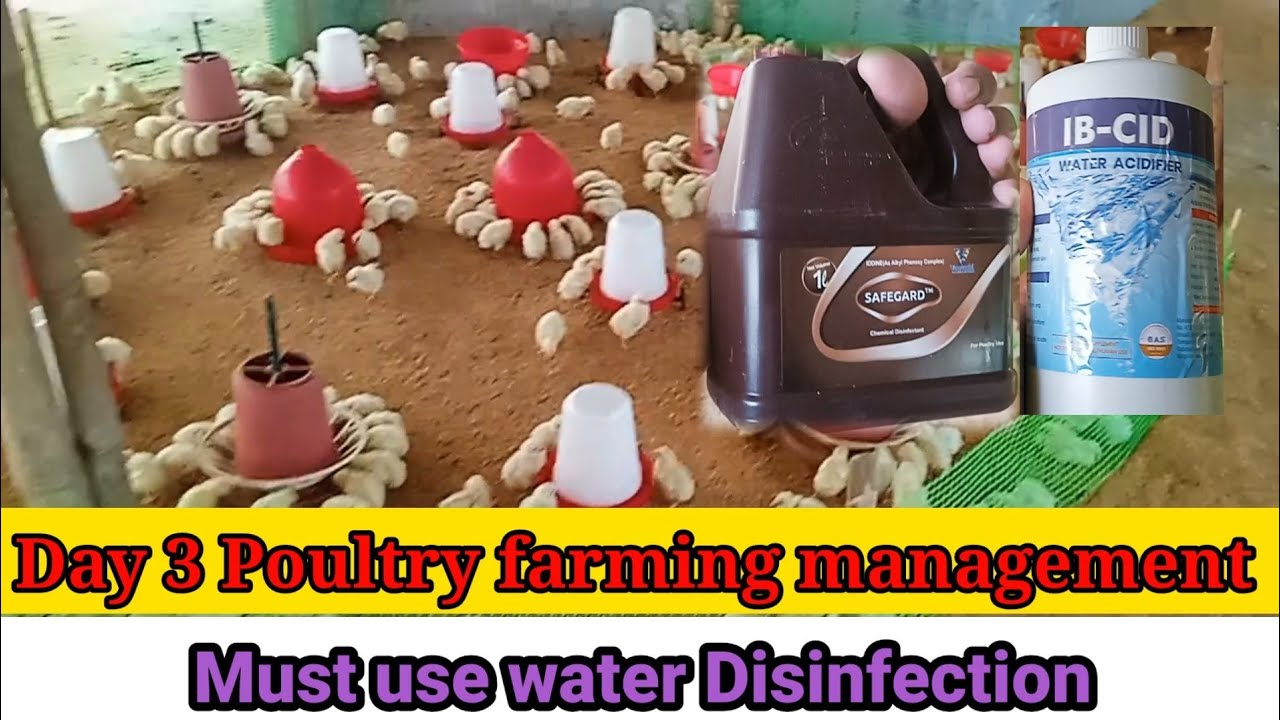 Poultry Day 3 management in Spring season // water sanitizer use properly