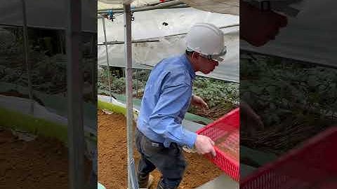 Kỉ thuật làm đất trước khi trồng Sâm Ngọc Linh