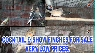 Cocktails & Show Finches For Sale Interest Person Please Call Me. Very Very Low Prices.