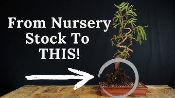 Get Creative with Bald Cypress Bonsai Root Work and Take Your Trees to New Heights!