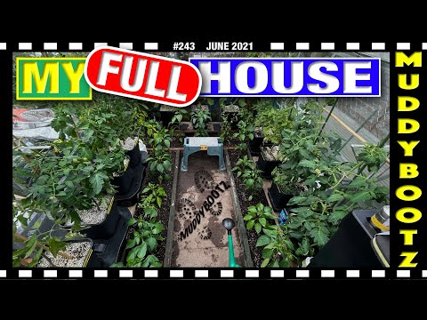 🌻243 🌻 PLANTING PEPPERS IN RAISED BEDS 🌻 PLANTING CHILLIS IN RAISED BEDS🌻 SECOND CROP POTATOES