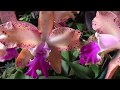 Cattleya Orchid Hybrid Ctt. Susan Holcombe x C. Caudebec