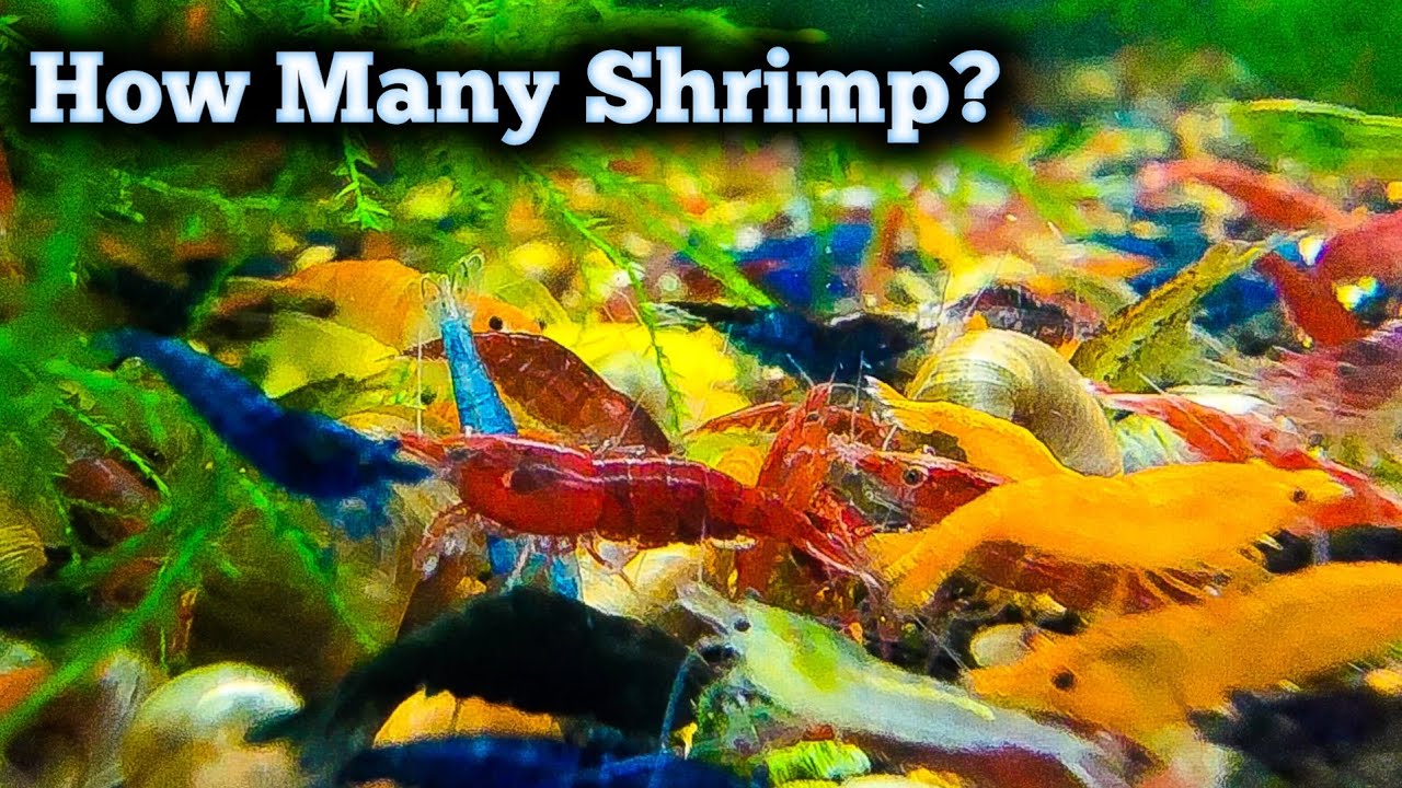 How Many Shrimp Should Be Kept Together YouTube How Many Shrimp Should Be Kept Together YouTube